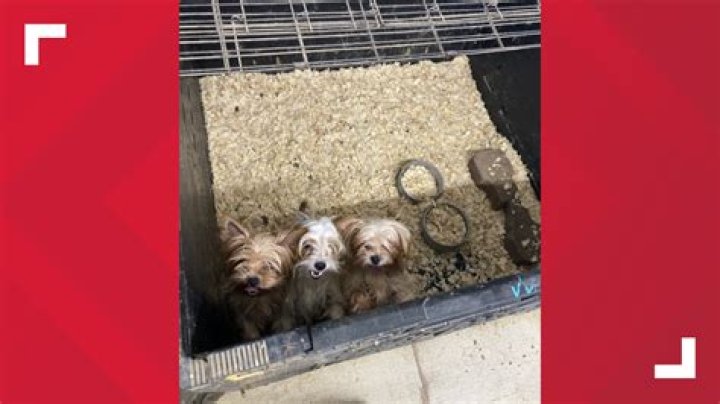 Are Amish known for puppy mills?