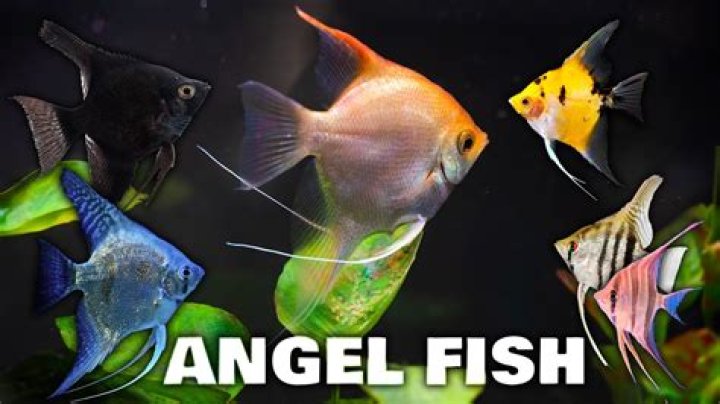 Are angelfish OK in a community tank?