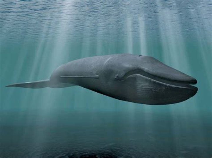 Are blue whales friendly?