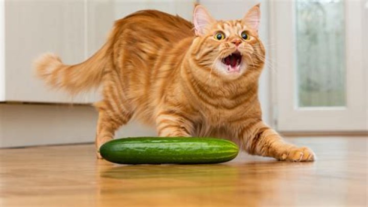 Are cats really afraid of cucumbers?