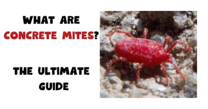 Are concrete mites poisonous?