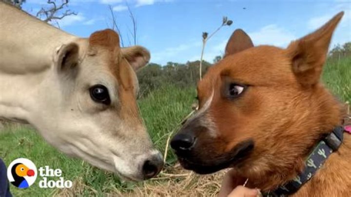 Are cows intelligent?