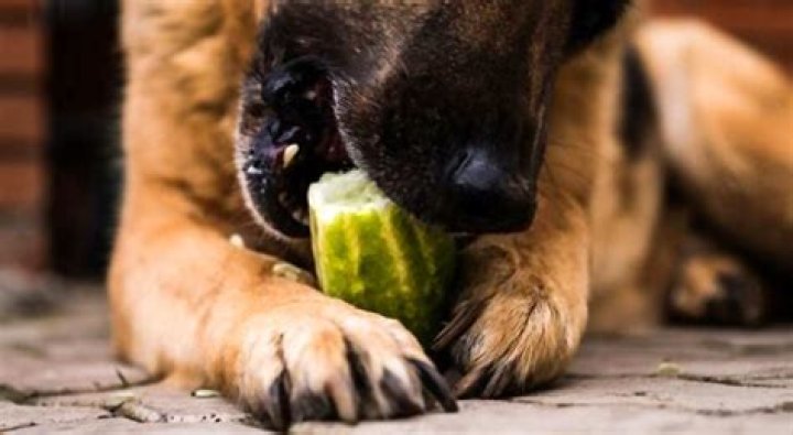 Are cucumbers bad for dogs?