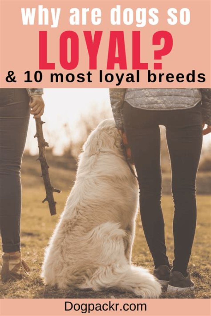 Are dogs really loyal?