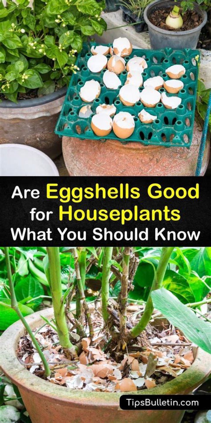 Are eggshells good for pigs?