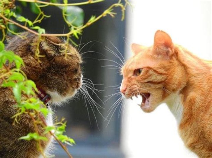 Are female cats more territorial than male cats?