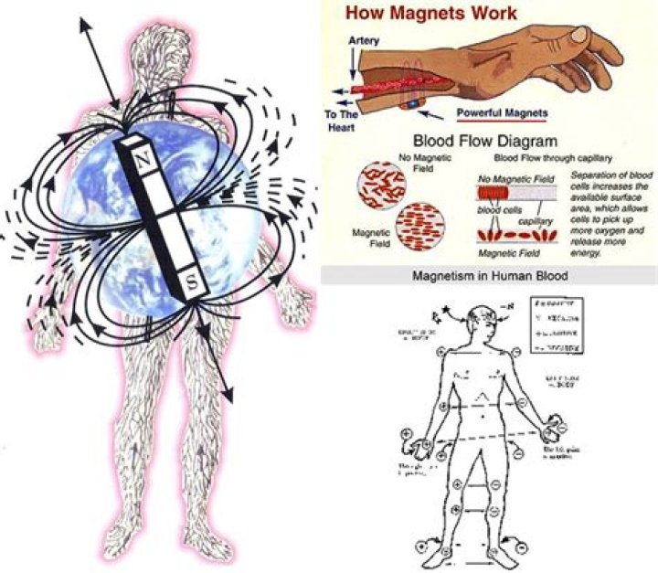 Are humans magnetic?