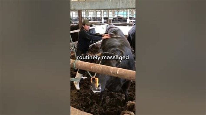 Are Kobe cows massaged?