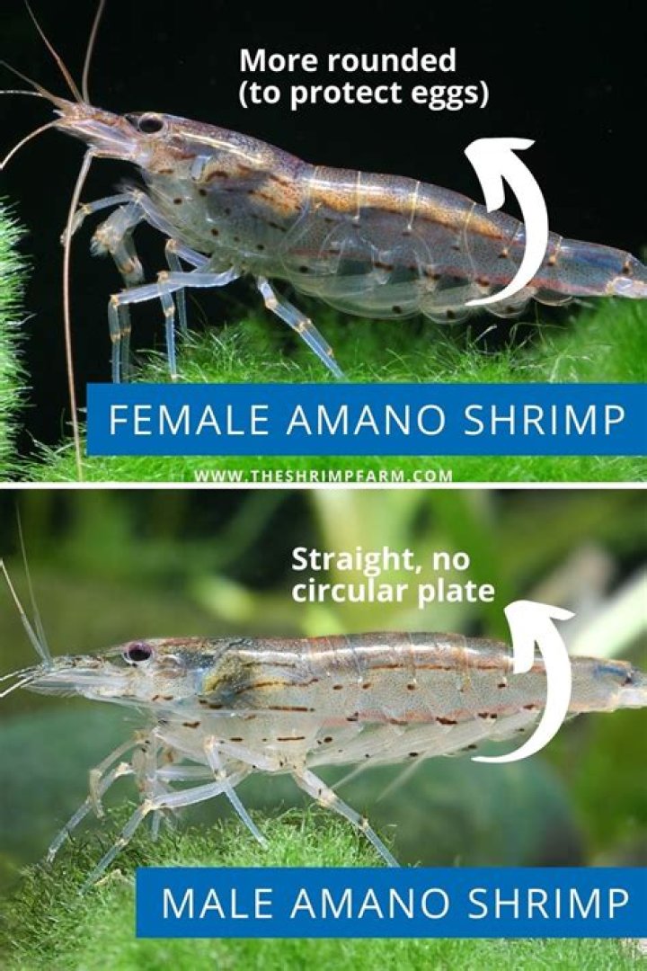 Are shrimp easy to care for?