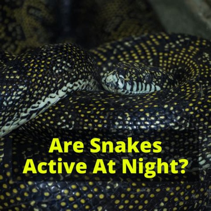Are snakes active at night?