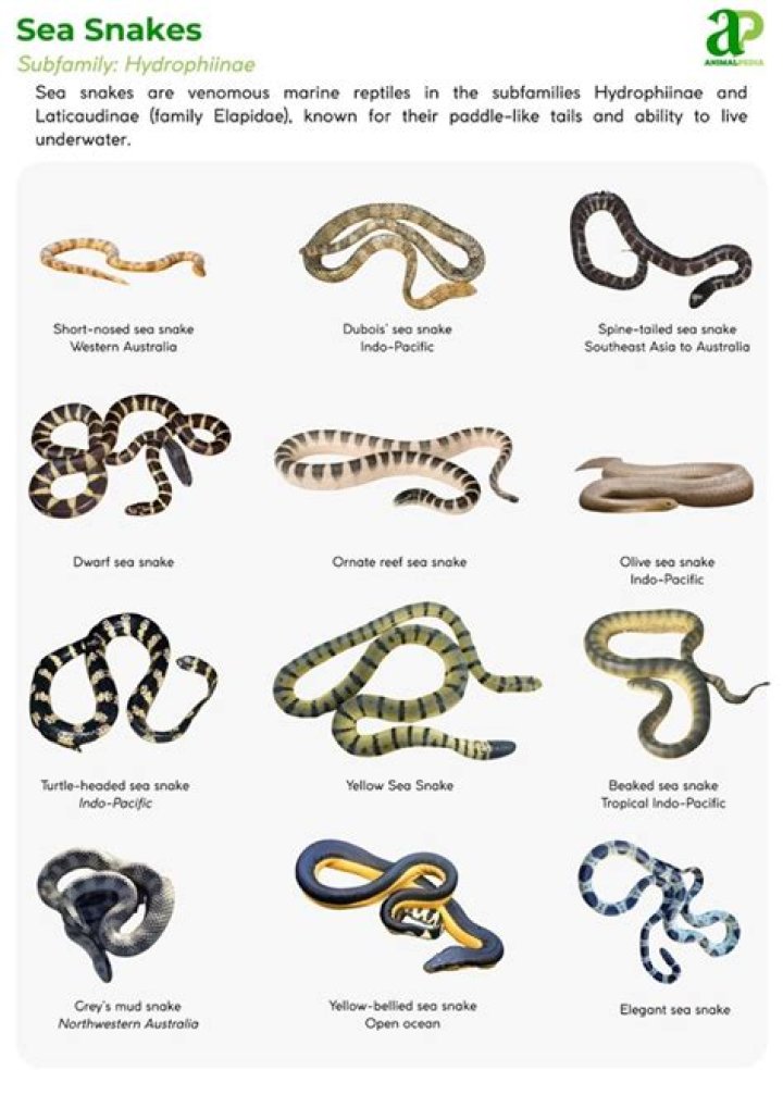 Are there sea snakes in Vietnam?