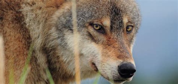 Are wolf smarter than dogs?