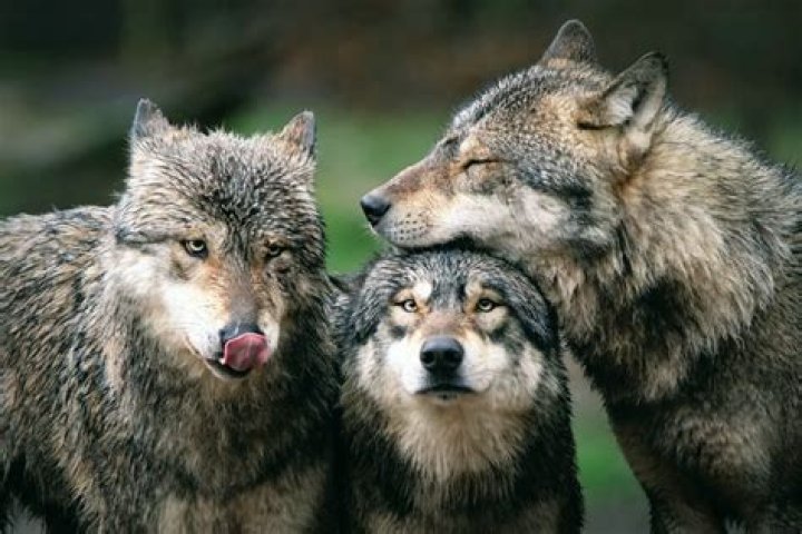 Are wolves loyal?