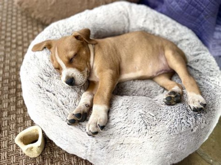 Can a 3 month old puppy sleep through the night?