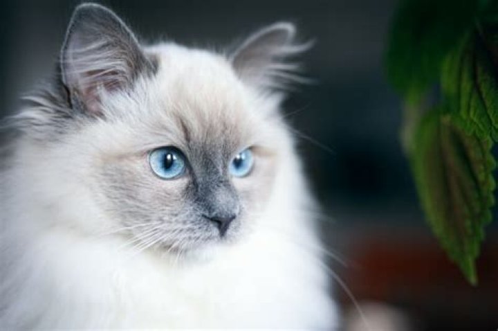 Can a cat have blue eyes?
