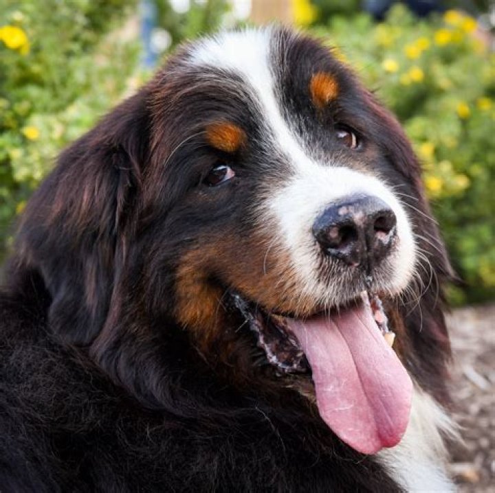 Can a dog hate his owner?