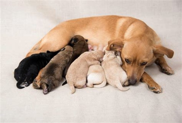 Can a dog tell who its mother is?