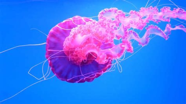 Can a jellyfish fart?