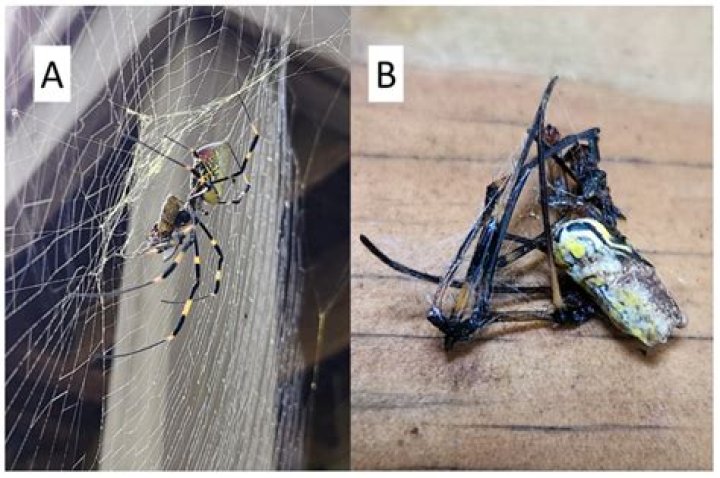 Can a spider eat your brain?