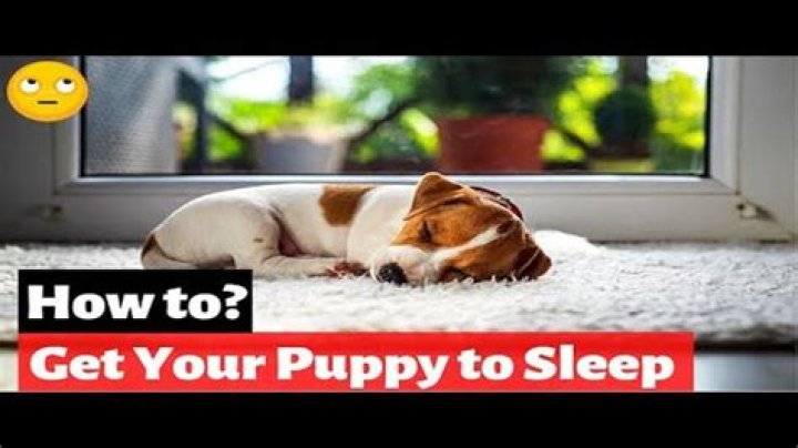 Can an 8 week old puppy sleep through the night?