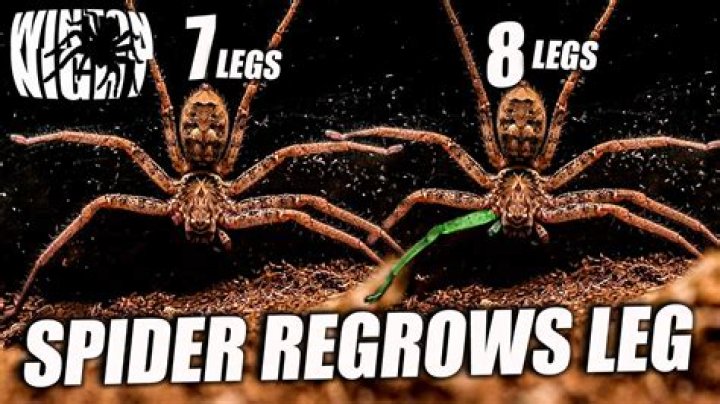 Can bugs regrow legs?