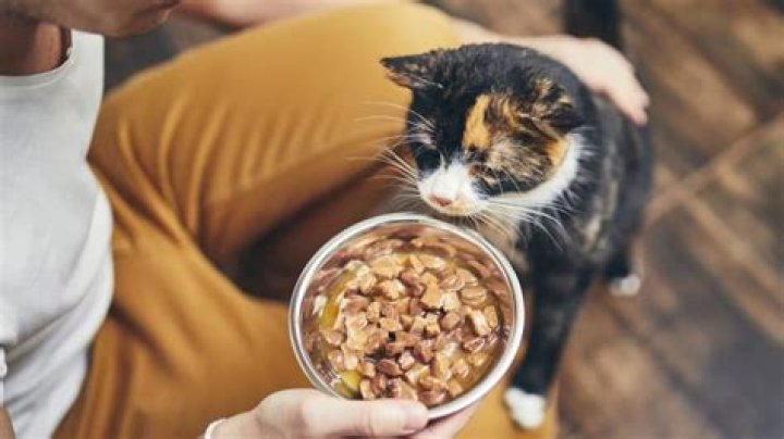 Can cats go 8 hours without food?
