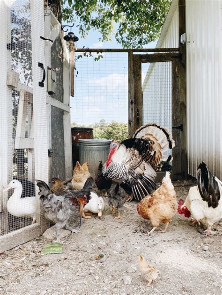 Can chickens ducks and geese live together?