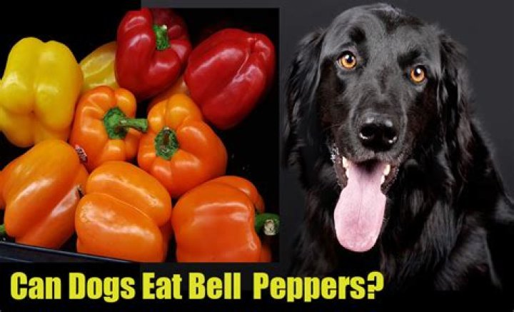 Can dog eat bell pepper?
