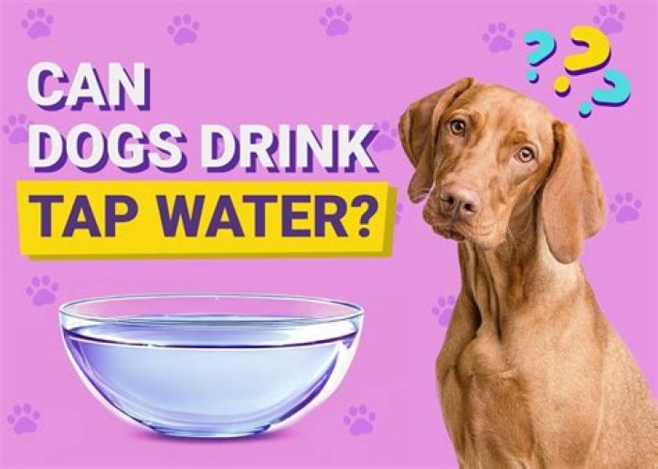 Can dogs drink tap water?