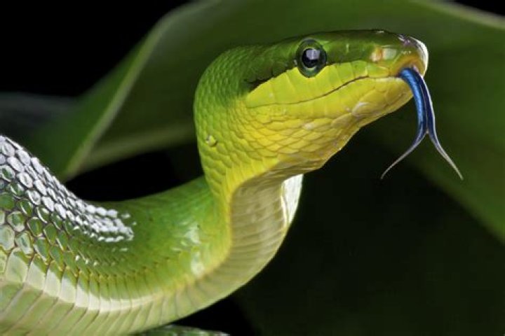 Can dogs sense snakes?