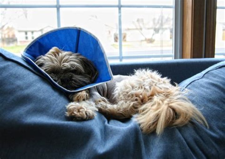 Can dogs sleep with a cone?