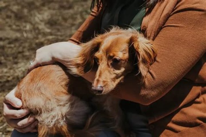 Can dogs smell human cremated ashes?