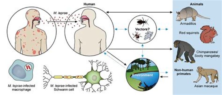 Can dogs spread leprosy to humans?