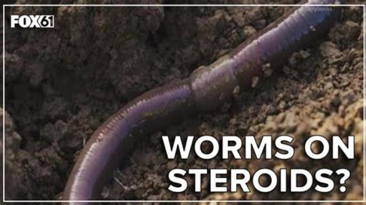 Can earthworms make you sick?