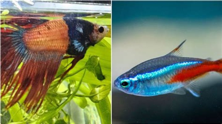 Can GloFish Tetras be aggressive?