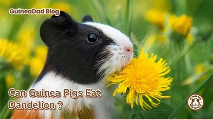 Can guinea pigs eat dandelions everyday?