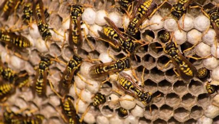 Can I destroy a wasp nest in winter?