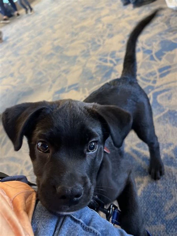 Can I leave my 10 week old puppy home alone?