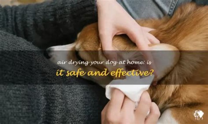 Can I let my dog air dry inside?