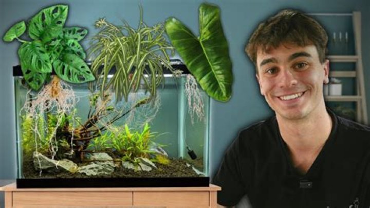 Can I put leaves in my aquarium?