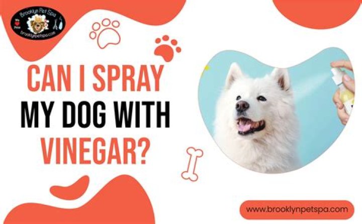 Can I put vinegar on my dogs paws to stop licking?