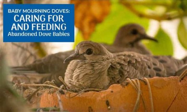 Can I use baby dove on my dog?