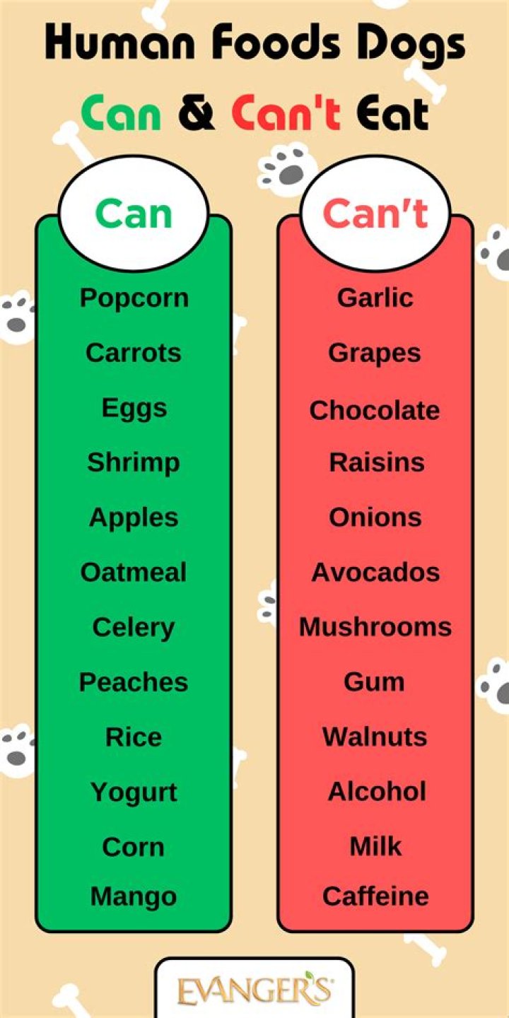 Can my dog eat an In-N-Out patty?