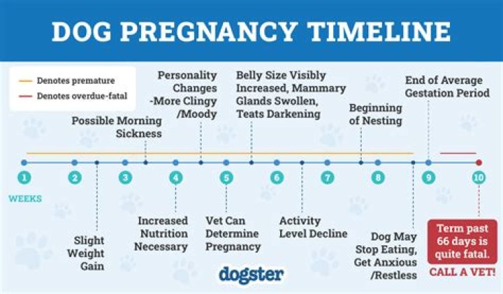 Can my dog tell im pregnant?