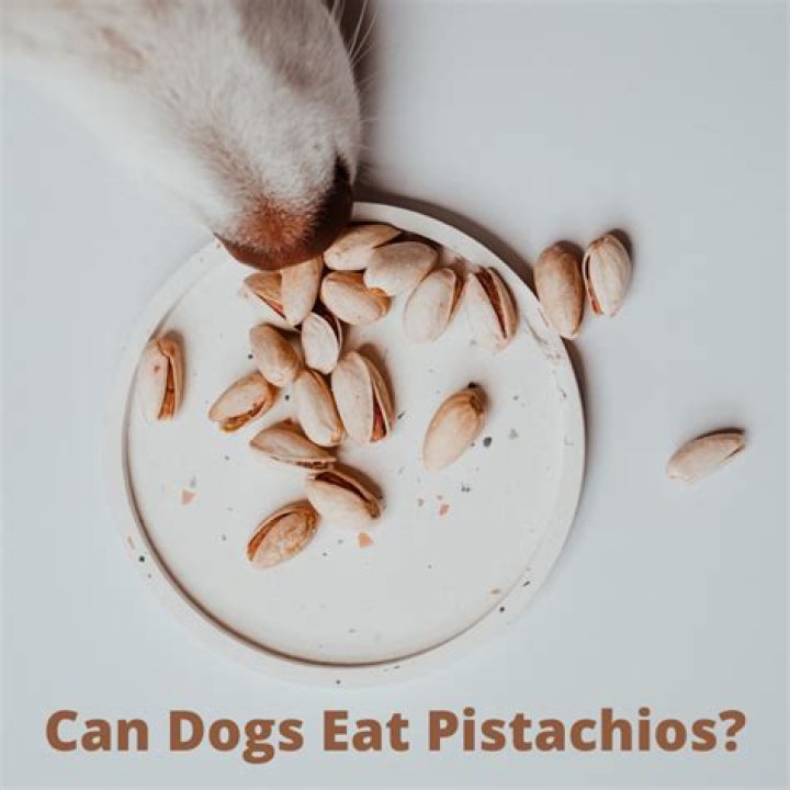 Can pistachios hurt dogs?