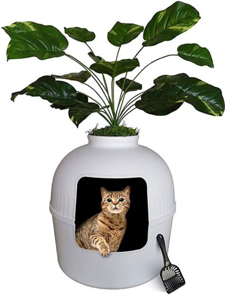 Can plants grow in cat litter?