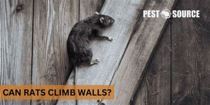 Can rats climb tiled walls?
