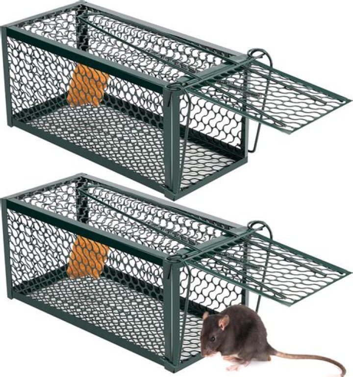 Can rats remember traps?