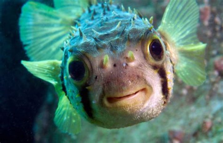 Can sand dollars live in freshwater?