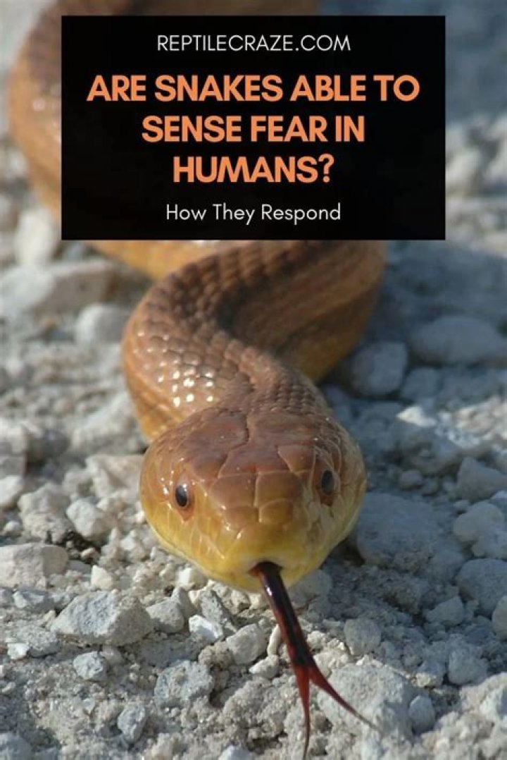 Can snakes sense dogs?